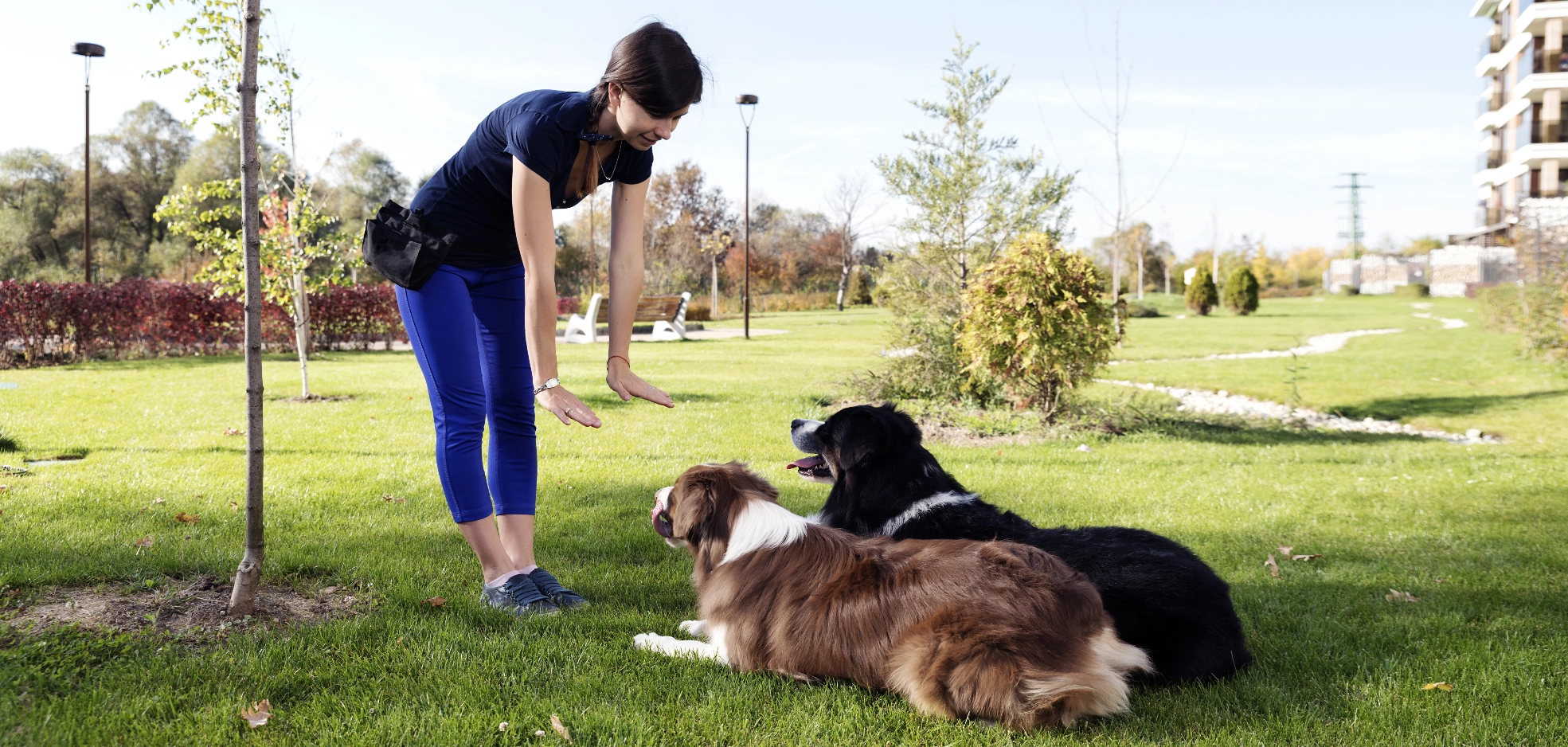 Acme Dog Training Dog Training ,  Positive reinforcement, Free Website, New Website, easy website, Obedience training, Free website template, Easy Website, Free Website Serving Dorking